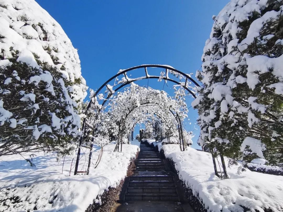 雪落玉龙，三冬含暖。